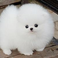 Полина Петренко,  