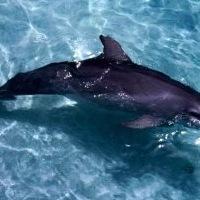 Григорий Гриненко,  